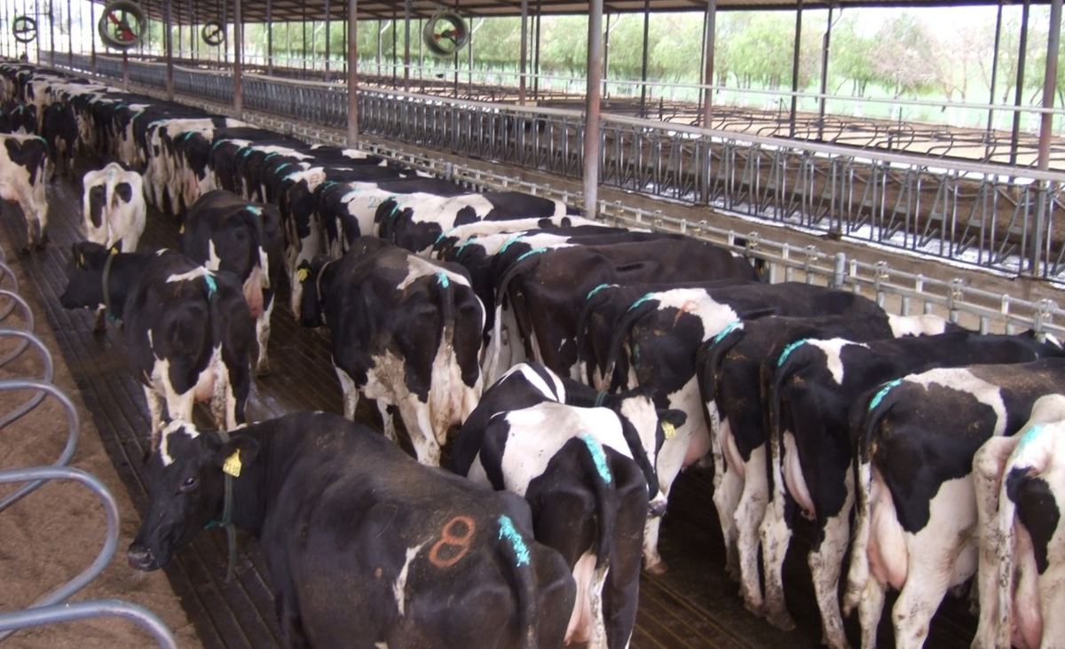 Dairy cows in barn, copper sulfate footbath program supplier