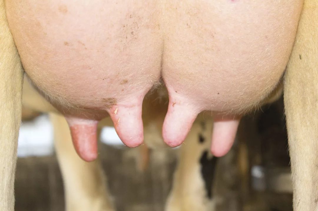 Healthy dairy cow teats, supported by emollient program