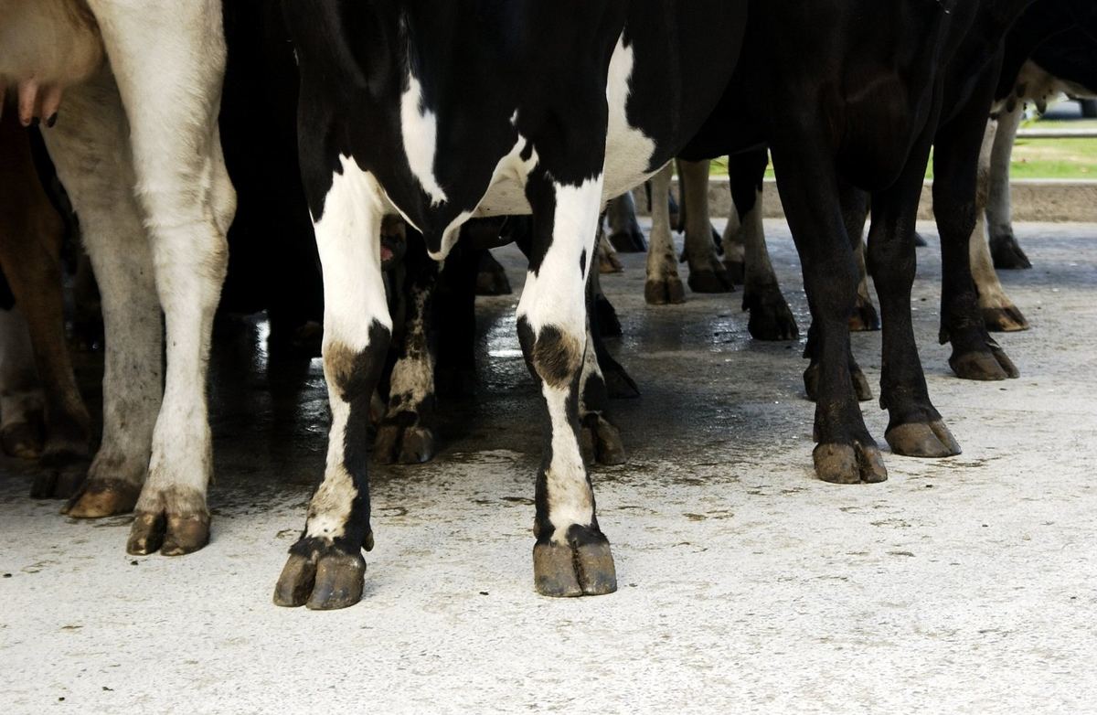 Dairy cow hooves, formaldehyde footbath program for hoof health